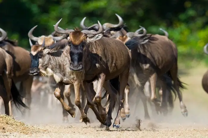 Great Migration
