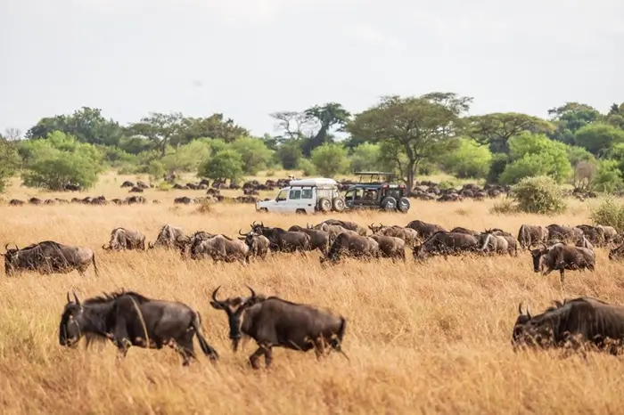 Safari + Zanzibar