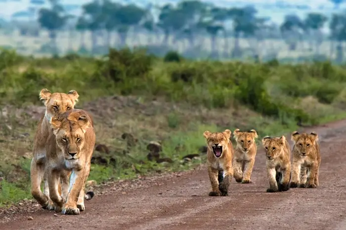 Safaris