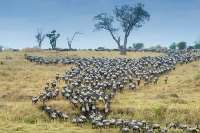 18 Days Tanzania Safari + Zanzibar vacation [Suitable to include the Wildebeest Migration]