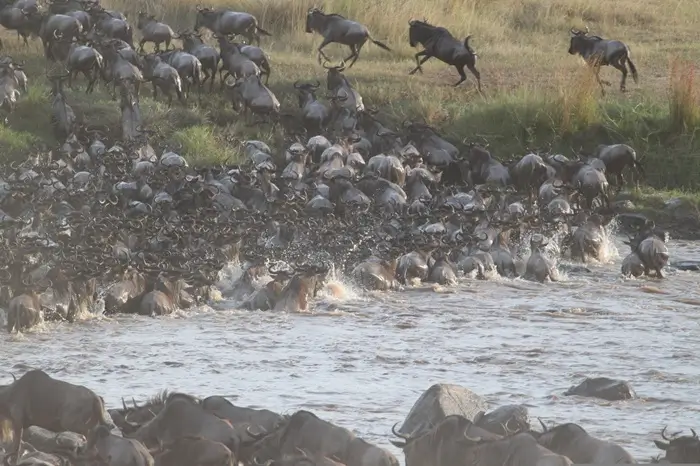 Northern Serengeti & the Great Migration (possibility to see the famous Mara River crossing)