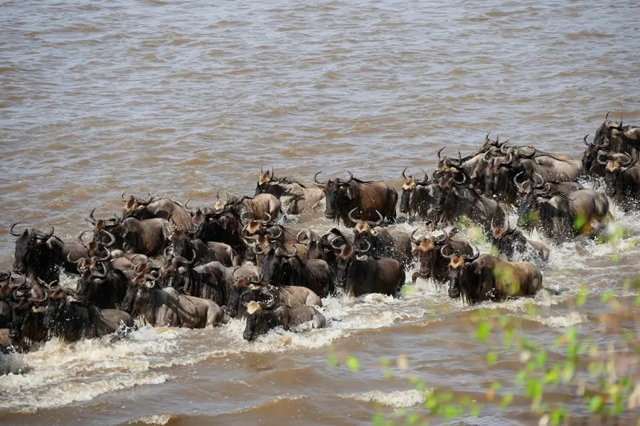 migration6 w