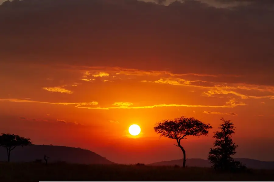 safari1111 webp