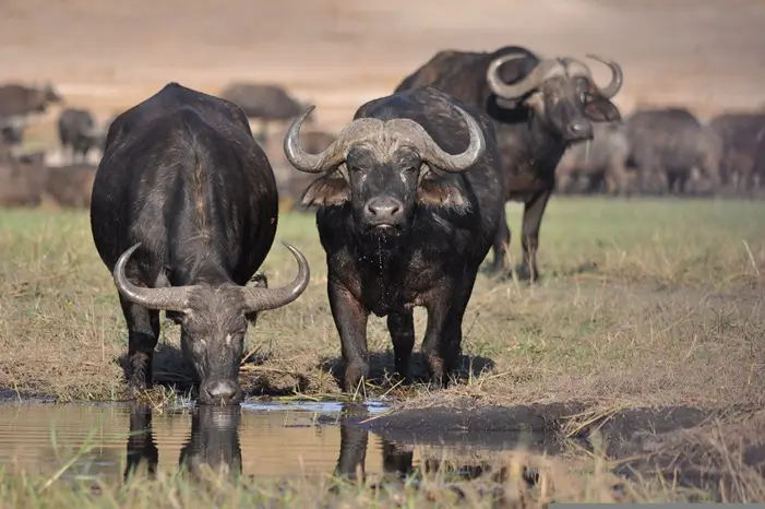 13 Days Safari + Zanzibar holiday