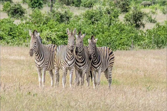 4-day Tanzania Safari extension