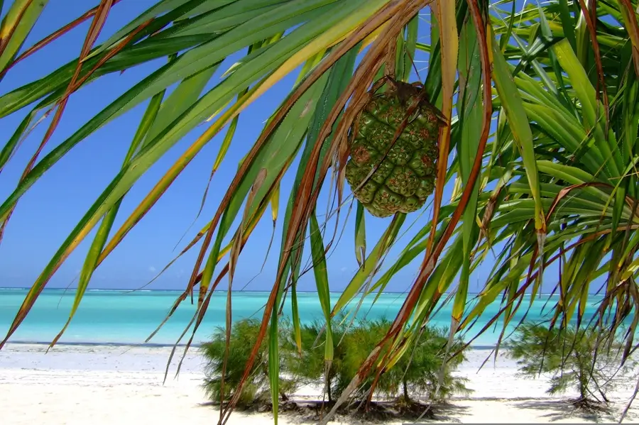 zanzibarbeach1 webp