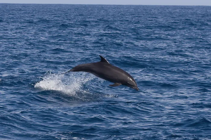 Zanzibar_Bottlenose_Dolphin_Tour_in_Kizimkazi_01-700X466