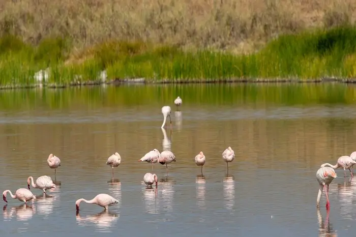 lake eyasi
