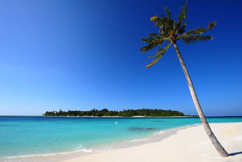 zanzibar-palm-on-beach
